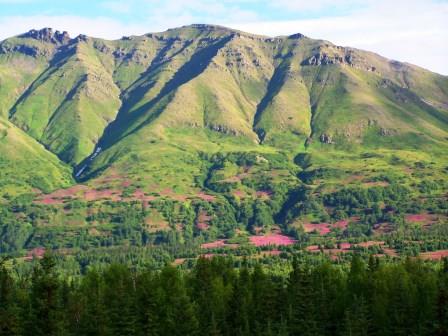 Fireweed on Arcose Ridge